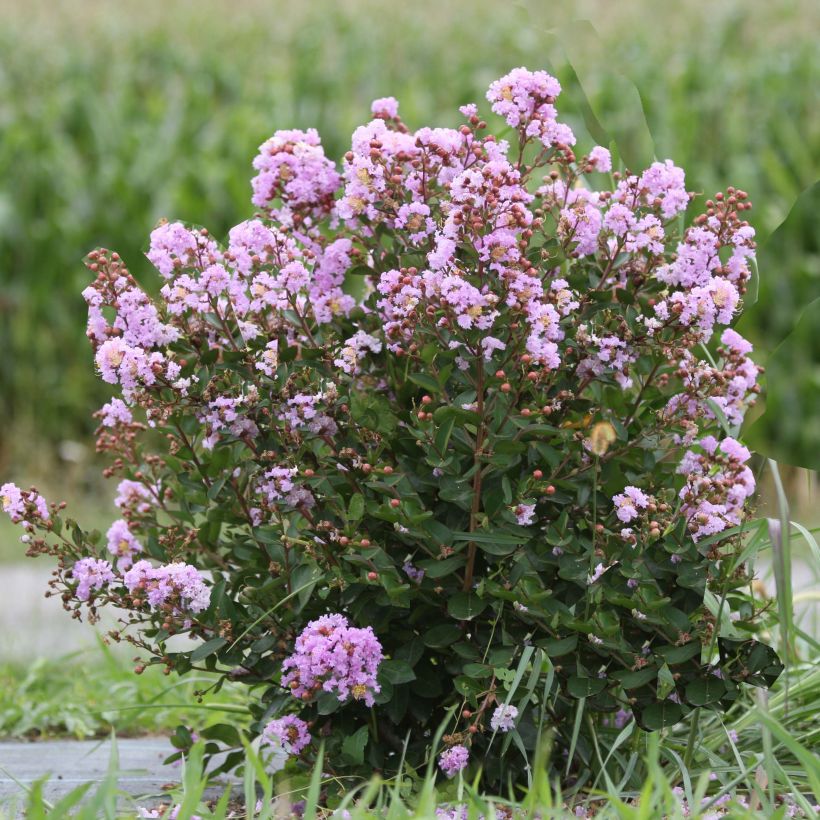 Lagerstroemia Camaïeu d'Ete - Mirto crespo (Porto)