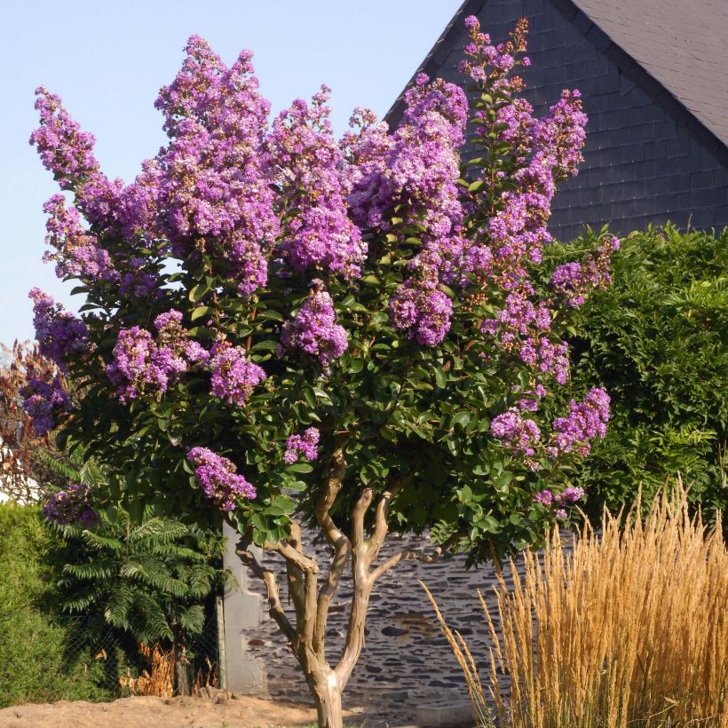 Lagerstroemia Lilac Grand Sud - Mirto crespo (Porto)