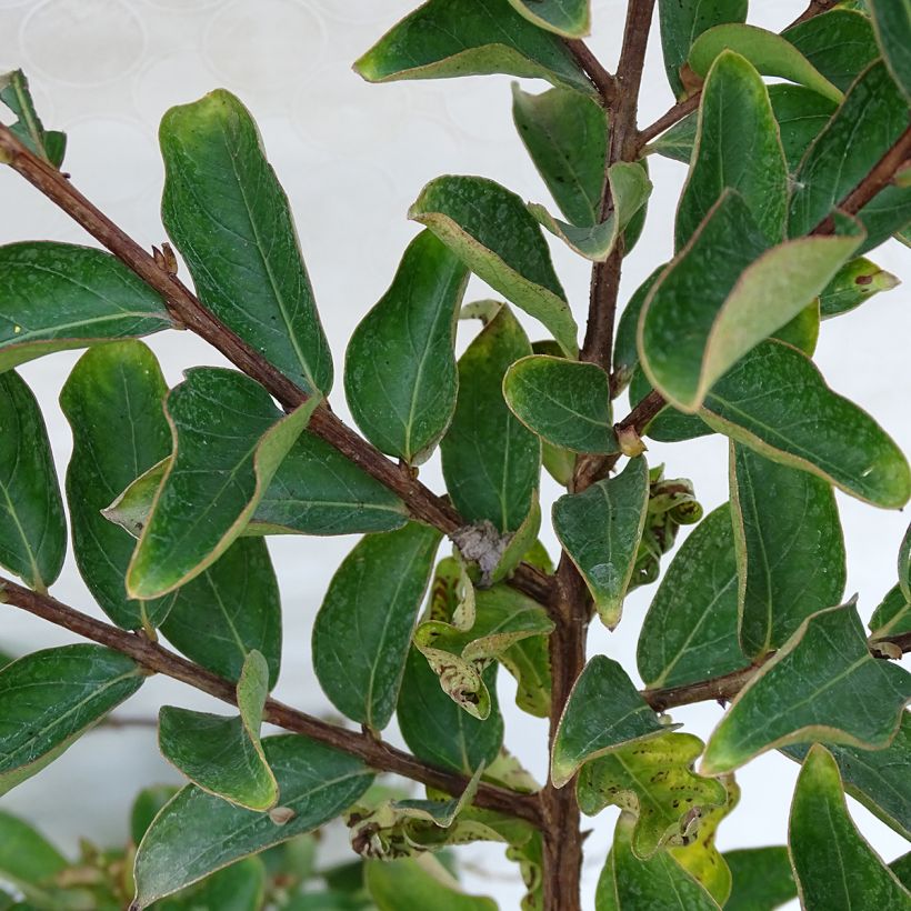 Lagerstroemia Lilac Grand Sud - Mirto crespo (Fogliame)