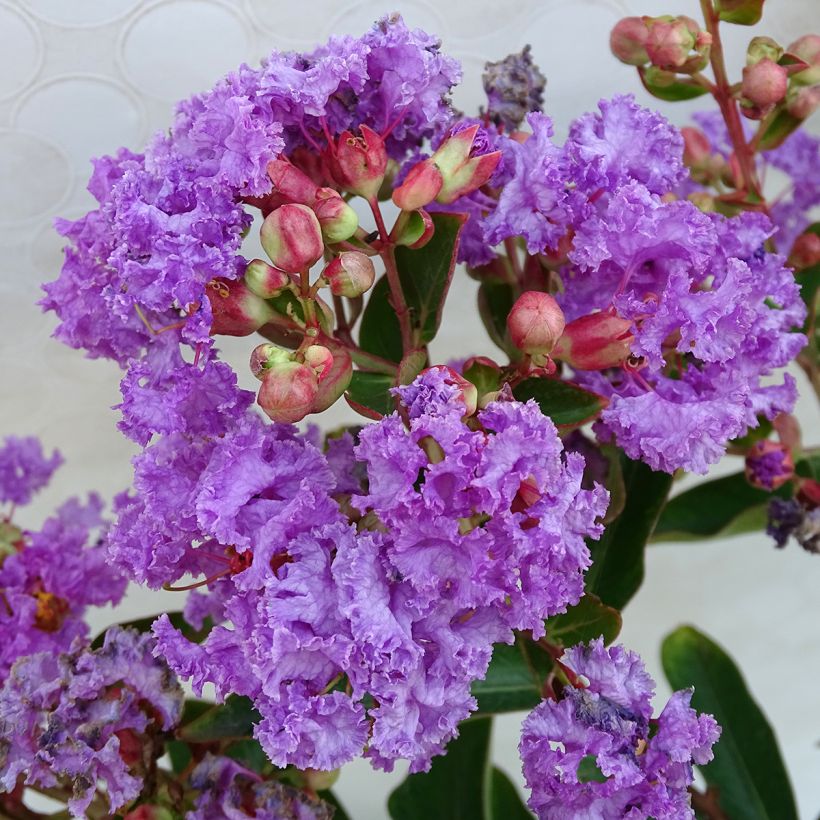 Lagerstroemia Lilac Grand Sud - Mirto crespo (Fioritura)