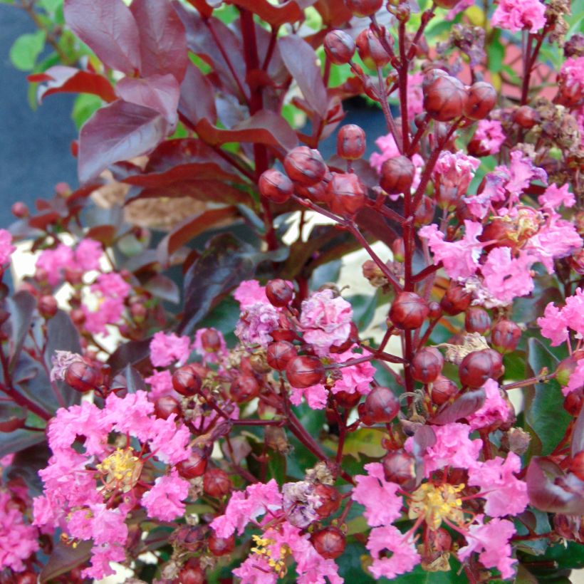 Lagerstroemia Rhapsody in PINK - Mirto crespo (Fioritura)