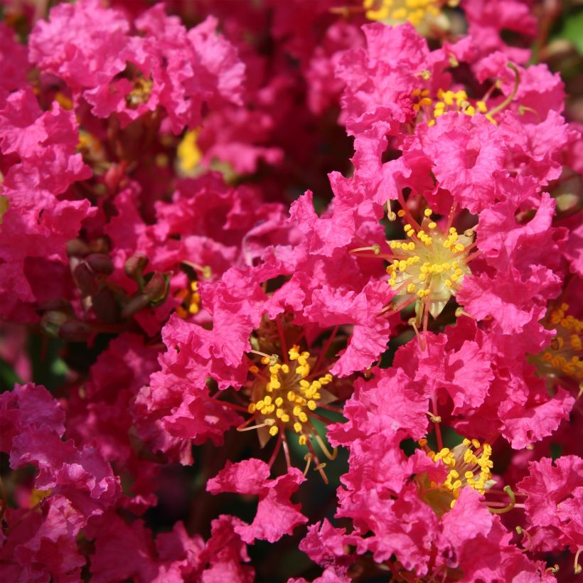 Lagerstroemia Bergerac - Mirto crespo (Fioritura)