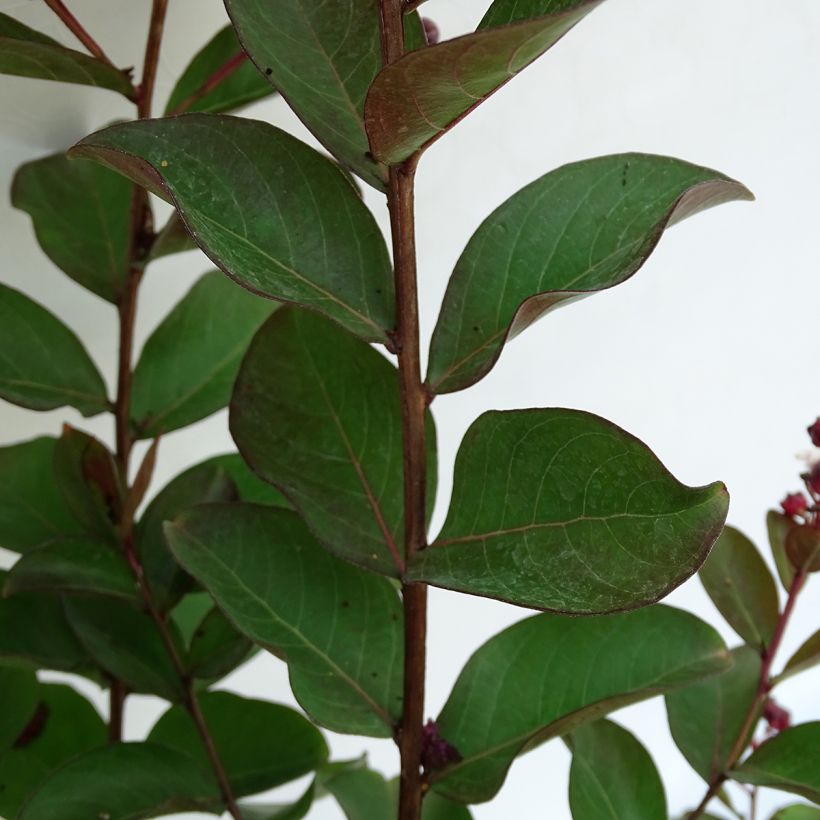 Lagerstroemia Berlingot Menthe - Mirto crespo (Fogliame)