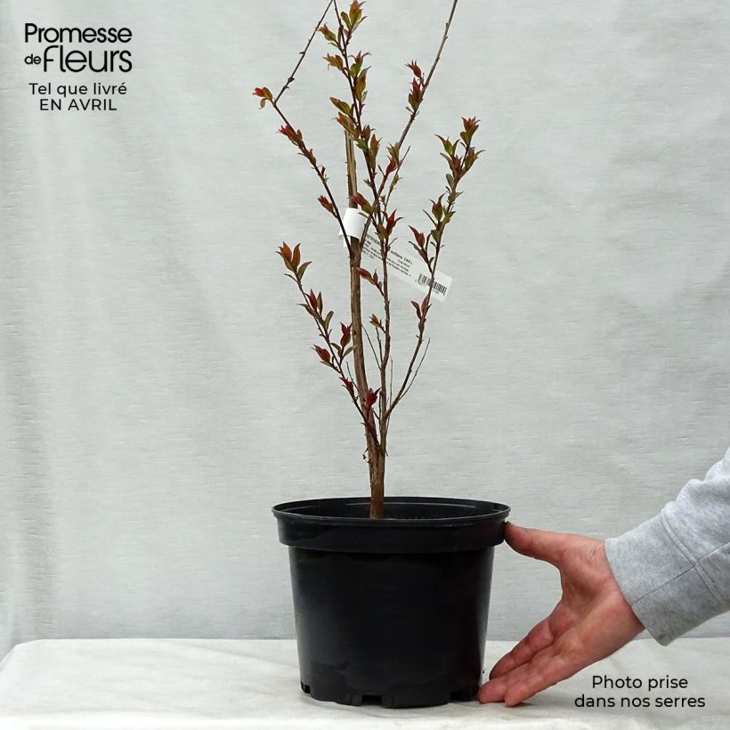 Lagerstroemia indica Black Solitaire Crimson Red - Lilas des Indes Pot de 4L/5L esemplare consegnato in primavera