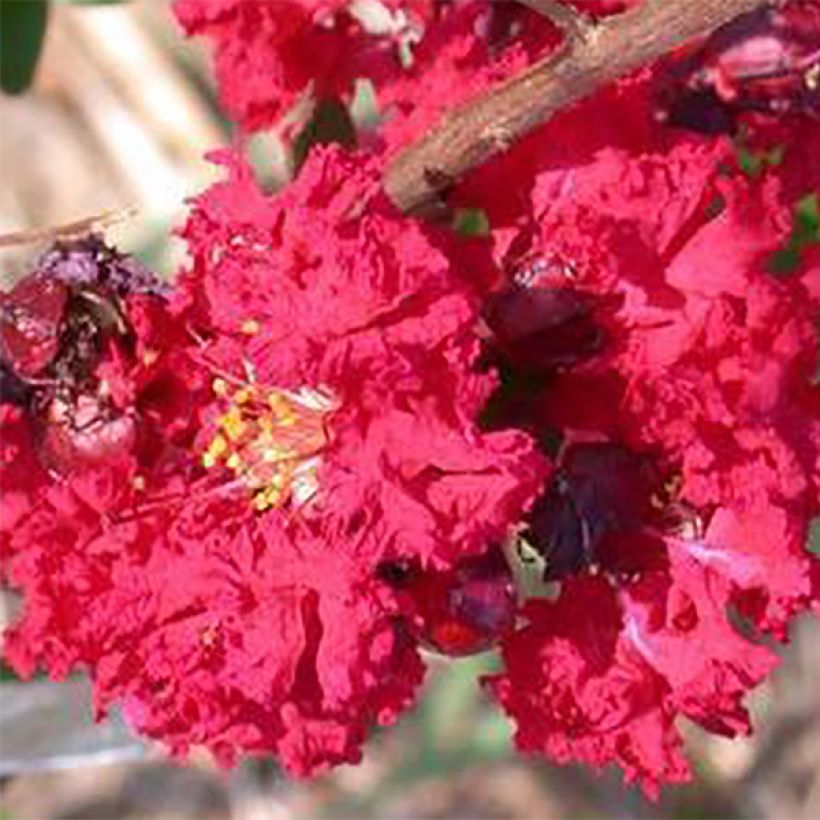 Lagerstroemia Dynamite - Mirto crespo (Fioritura)