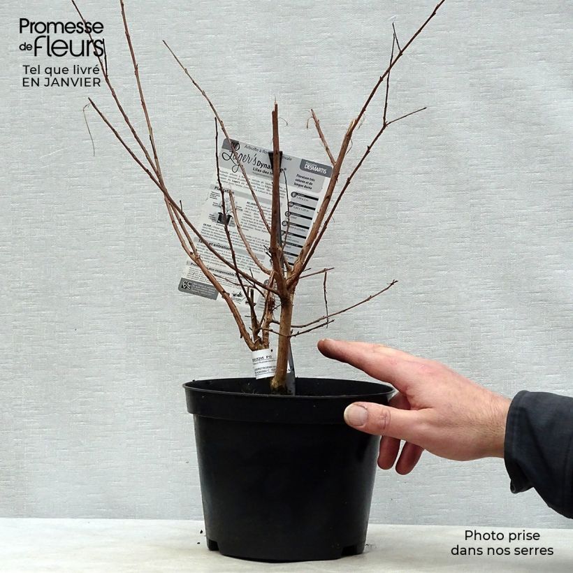 Lagerstroemia indica Dynamite en pot de 3L/4L esemplare consegnato in inverno