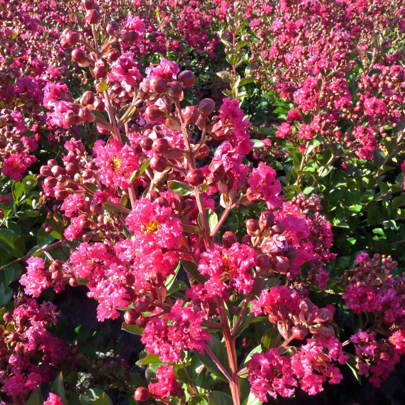 Lagerstroemia Fuchsia d'Eté Indyfus - Mirto crespo (Fioritura)