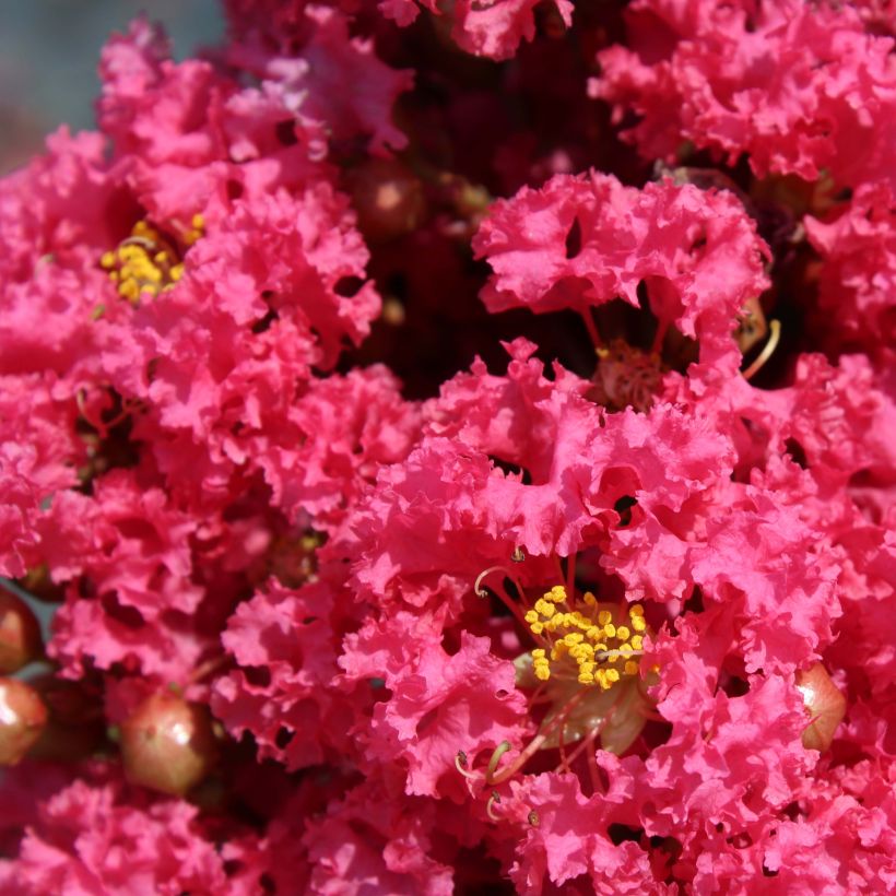 Lagerstroemia Grand Cru - Mirto crespo (Fioritura)