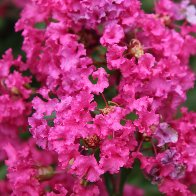 Lagerstroemia Houston - Mirto crespo (Fioritura)