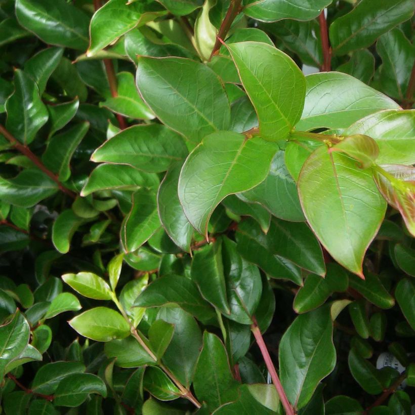 Lagerstroemia Jeanne Desmartis - Mirto crespo (Fogliame)