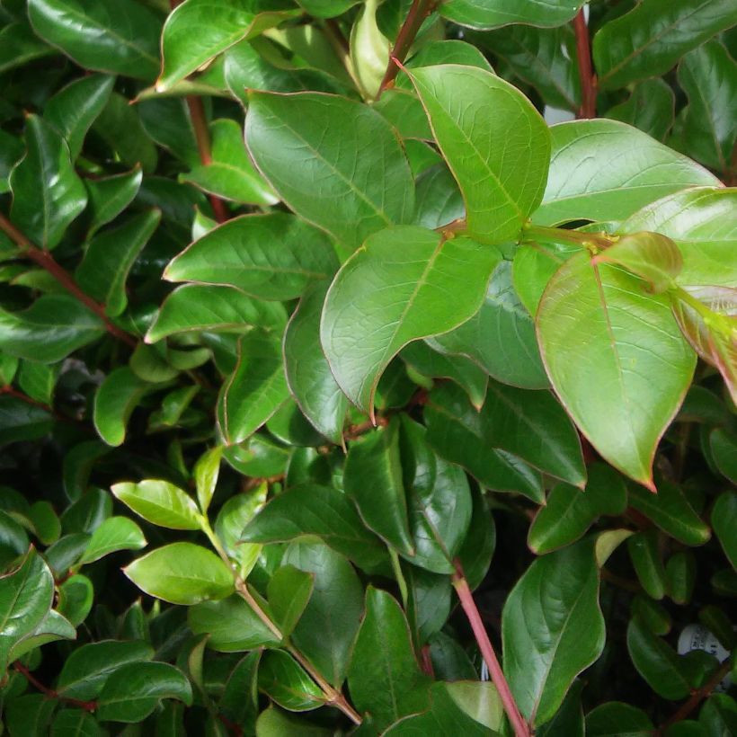 Lagerstroemia La Mousson - Mirto crespo (Fogliame)