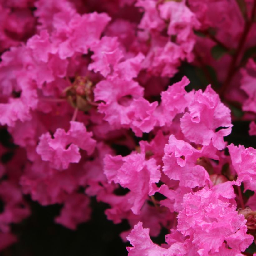 Lagerstroemia La Mousson - Mirto crespo (Fioritura)