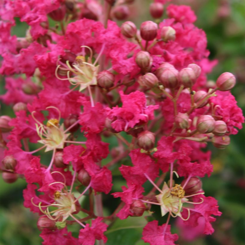 Lagerstroemia Margaux - Mirto crespo (Fioritura)