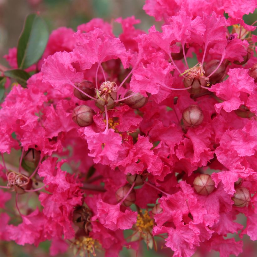 Lagerstroemia Mon Panache - Mirto crespo (Fioritura)