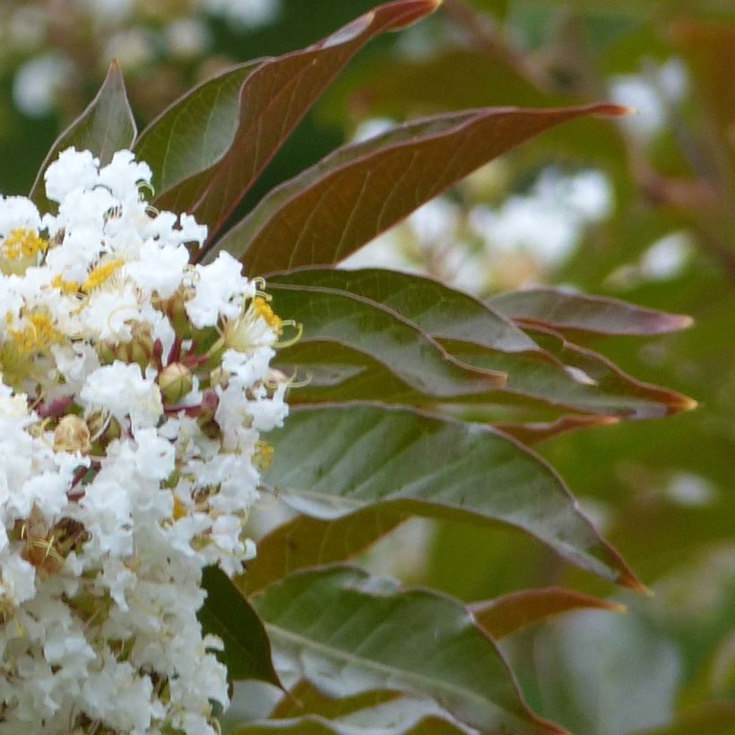 Lagerstroemia Nivea - Mirto crespo (Fogliame)