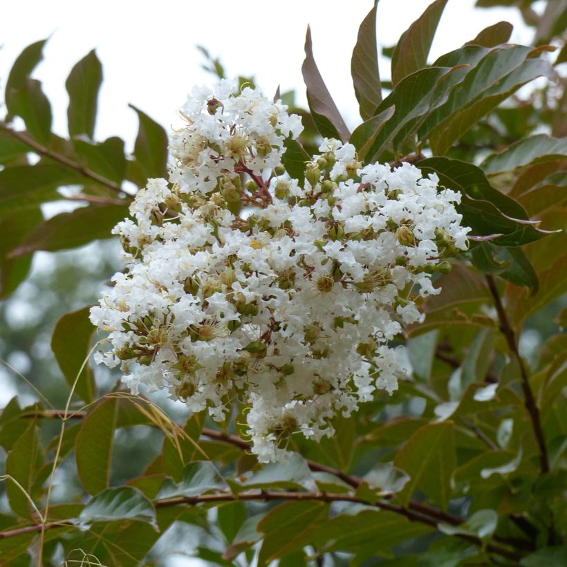 Lagerstroemia Nivea - Mirto crespo (Fioritura)