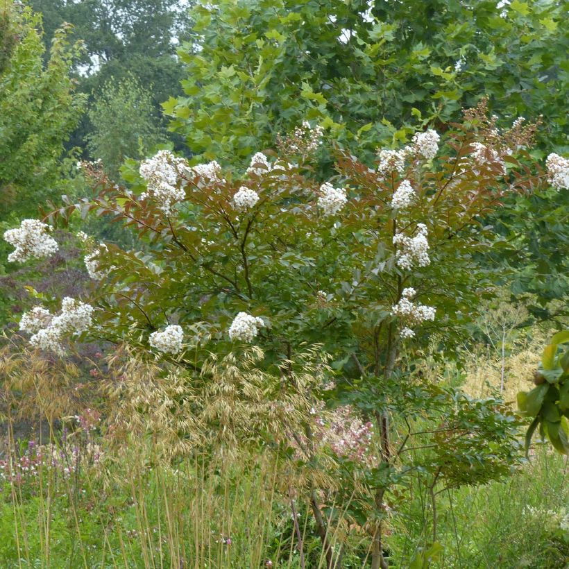 Lagerstroemia Nivea - Mirto crespo (Porto)