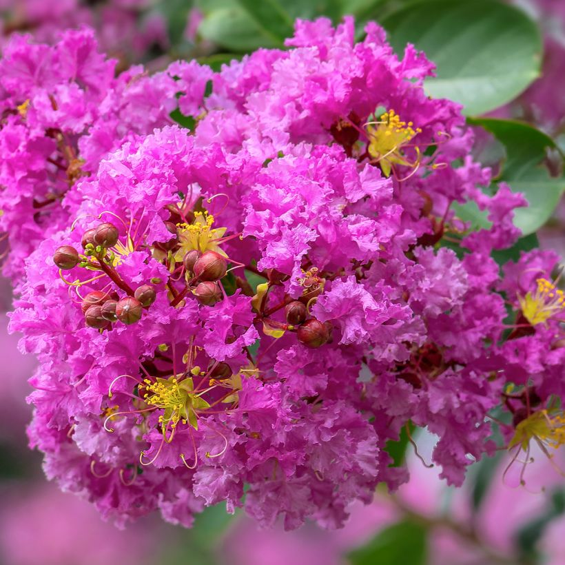 Lagerstroemia Pecharmant - Mirto crespo (Fioritura)