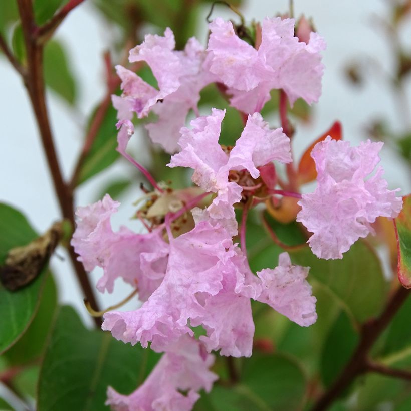 Lagerstroemia Pink Grand Sud - Mirto crespo (Fioritura)