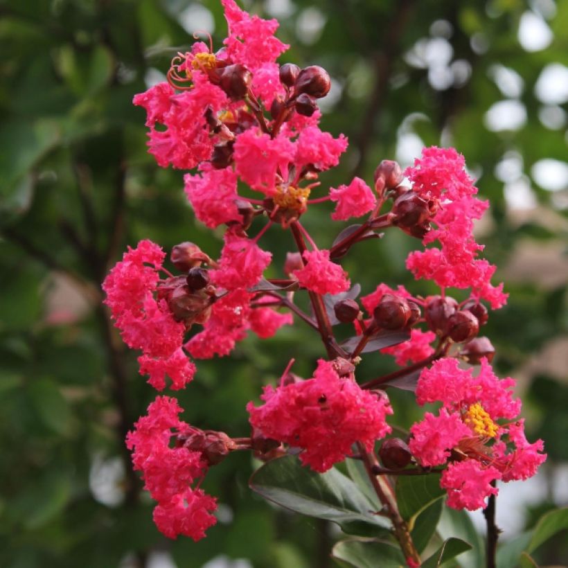 Lagerstroemia Pink Velours - Mirto crespo (Fioritura)