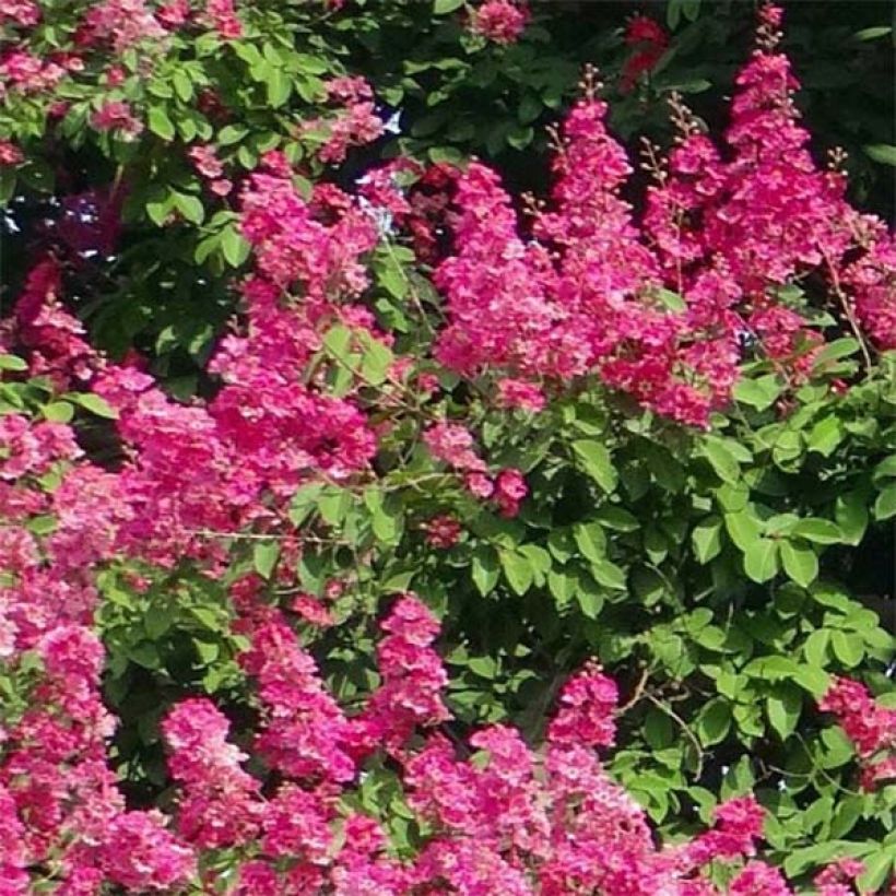 Lagerstroemia Rose Fuchsia - Mirto crespo (Fioritura)