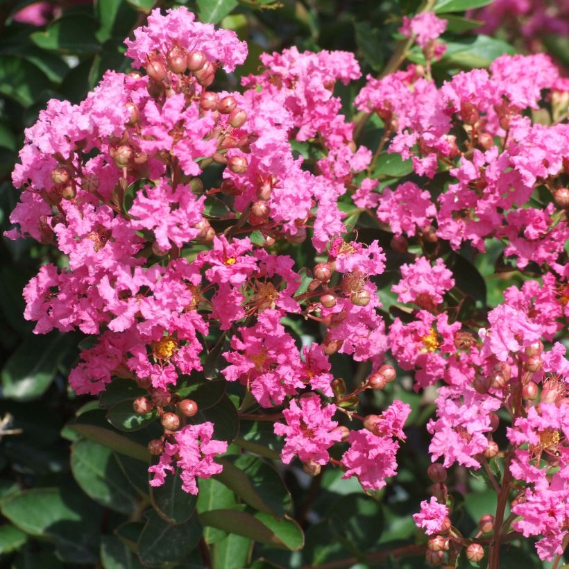 Lagerstroemia Rose Indien - Mirto crespo (Fioritura)