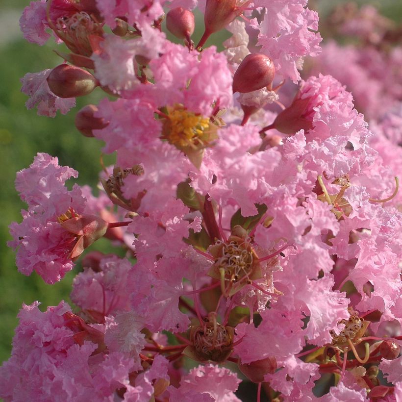 Lagerstroemia Rose Thé - Mirto crespo (Fioritura)