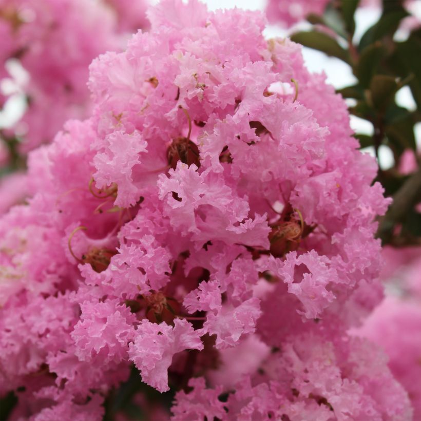 Lagerstroemia Soir d'Eté - Mirto crespo (Fioritura)