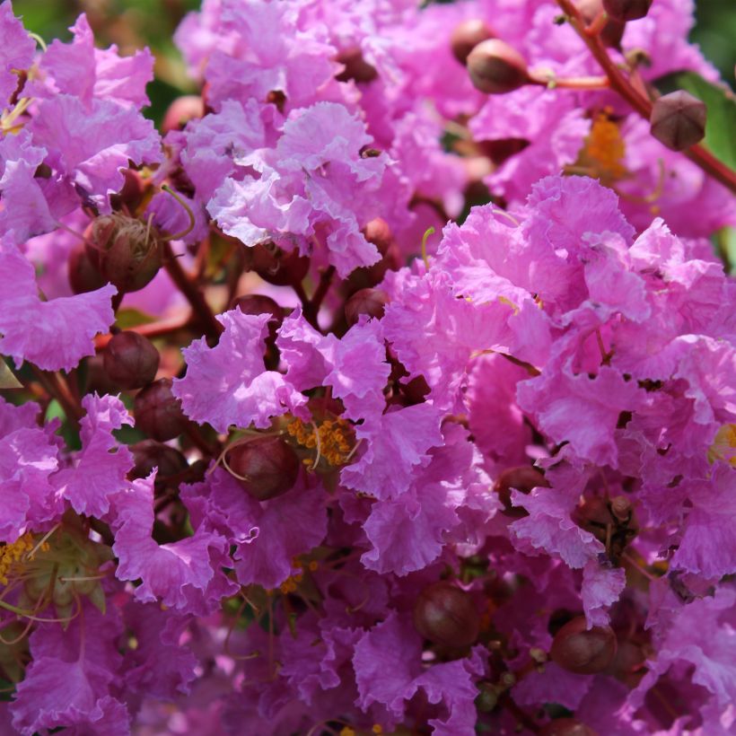 Lagerstroemia Souvenir d'Hubert Puard - Mirto crespo (Fioritura)