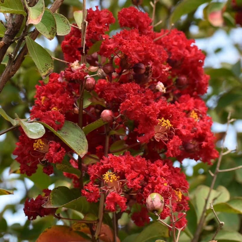 Lagerstroemia Victoria - Mirto crespo (Fioritura)