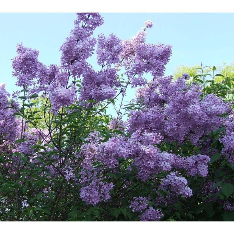 Lagerstroemia Violacea - Mirto crespo (Fioritura)