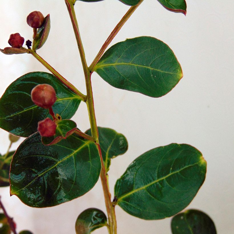 Lagerstroemia Violacea - Mirto crespo (Fogliame)