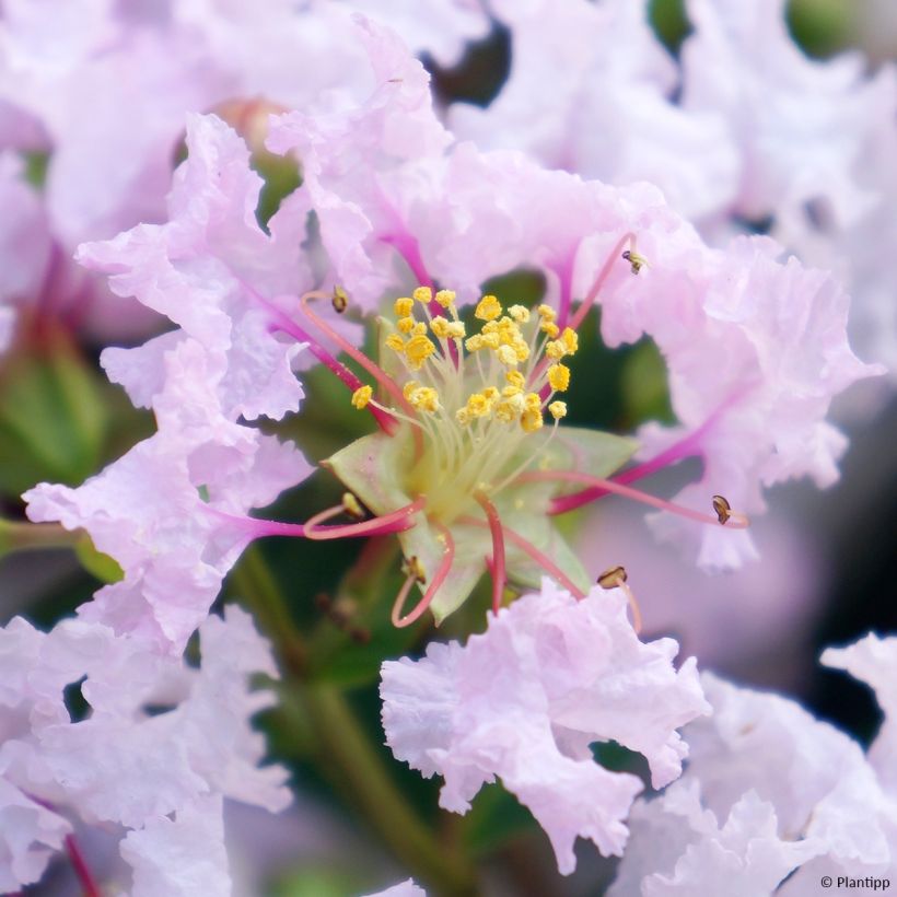 Lagerstroemia With Love Babe - Mirto crespo (Fioritura)