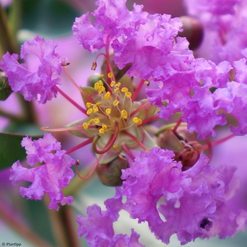 Lagerstroemia Eternal With Love - Mirto crespo (Fioritura)