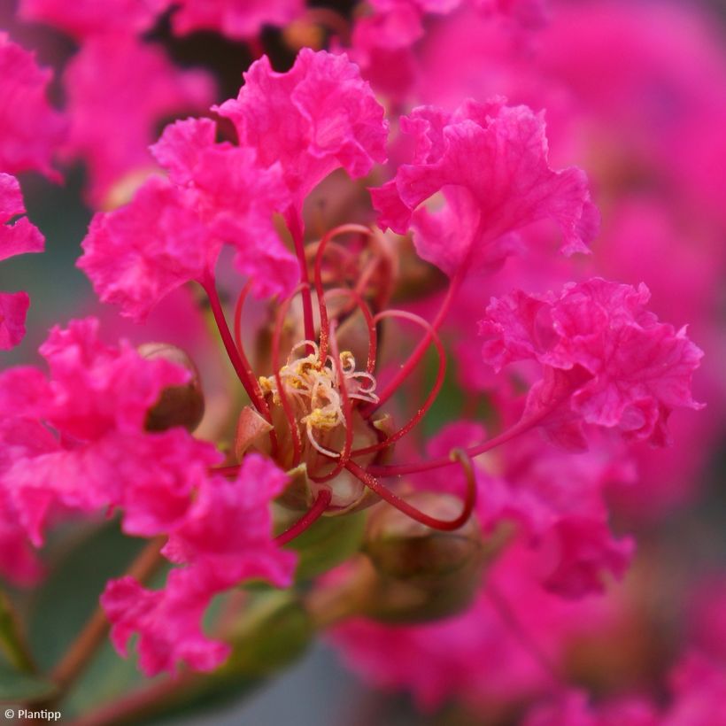 Lagerstroemia With Love Kiss - Mirto crespo (Fioritura)