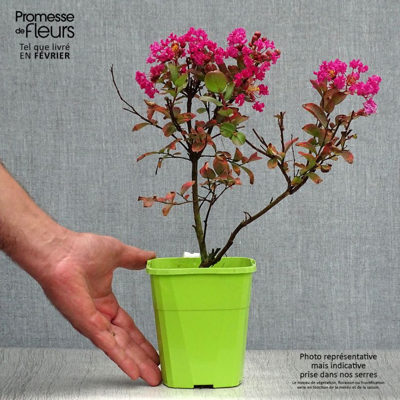 Esemplare di Lagerstroemia indica With Love Kiss Milarosso - Lilas des Indes en pot de 1/1.5L come consegnato in autunno