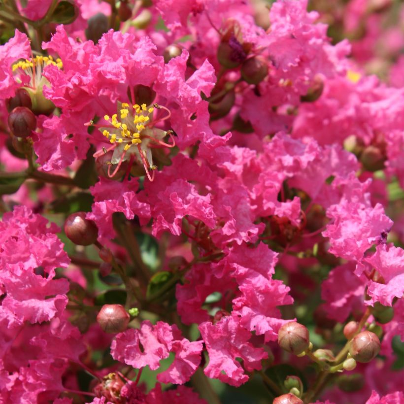 Lagerstroemia Yang Tse - Mirto crespo (Fioritura)