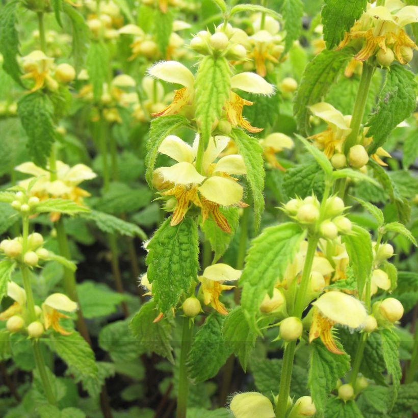 Lamium galeobdolon - Falsa ortica gialla (Fioritura)