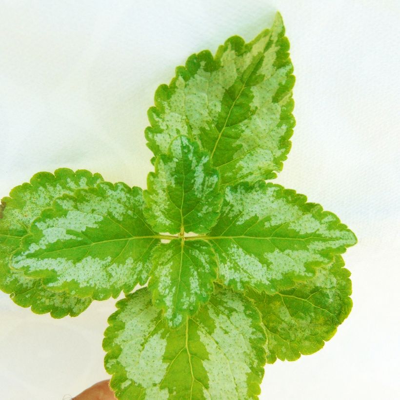 Lamium galeobdolon Florentinum (Fogliame)