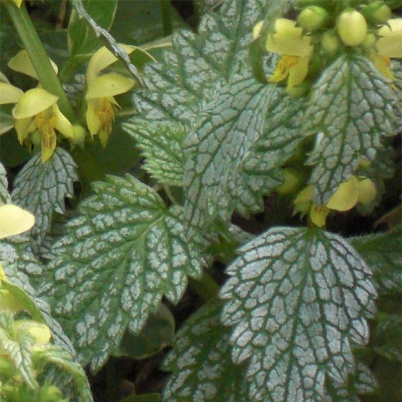 Lamium galeobdolon Hermann's Pride (Fogliame)