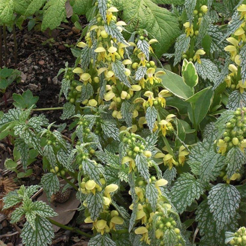 Lamium galeobdolon Hermann's Pride (Fioritura)