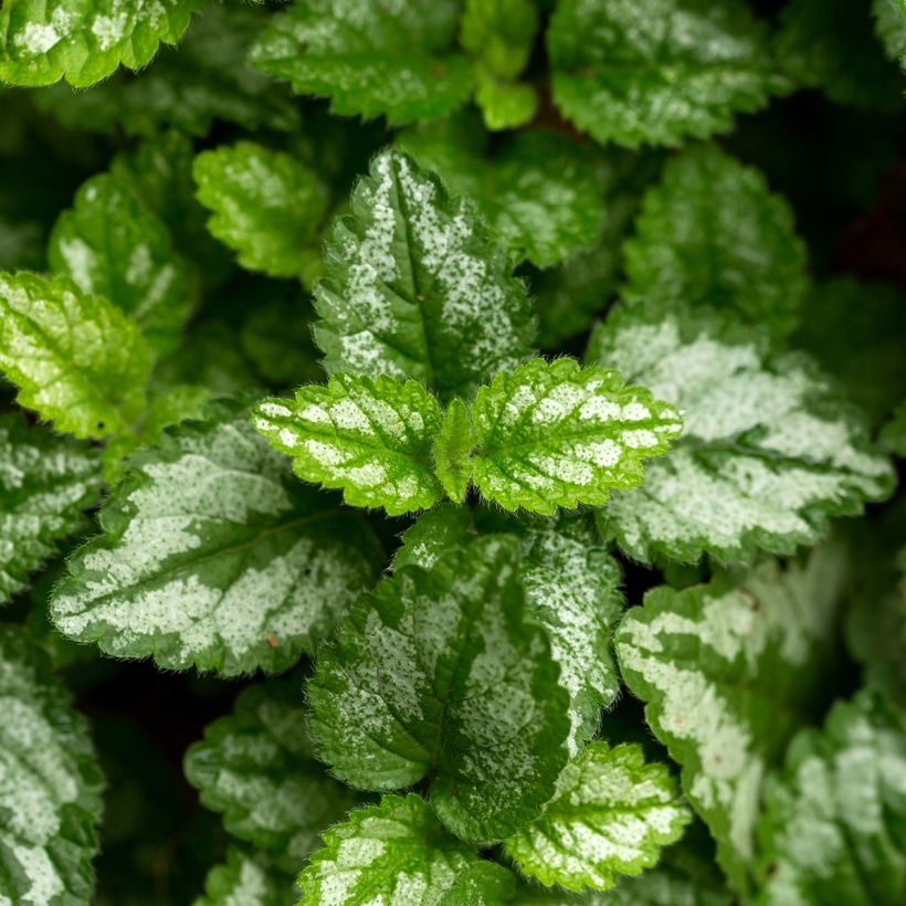 Lamium galeobdolon - Falsa ortica gialla (Fogliame)