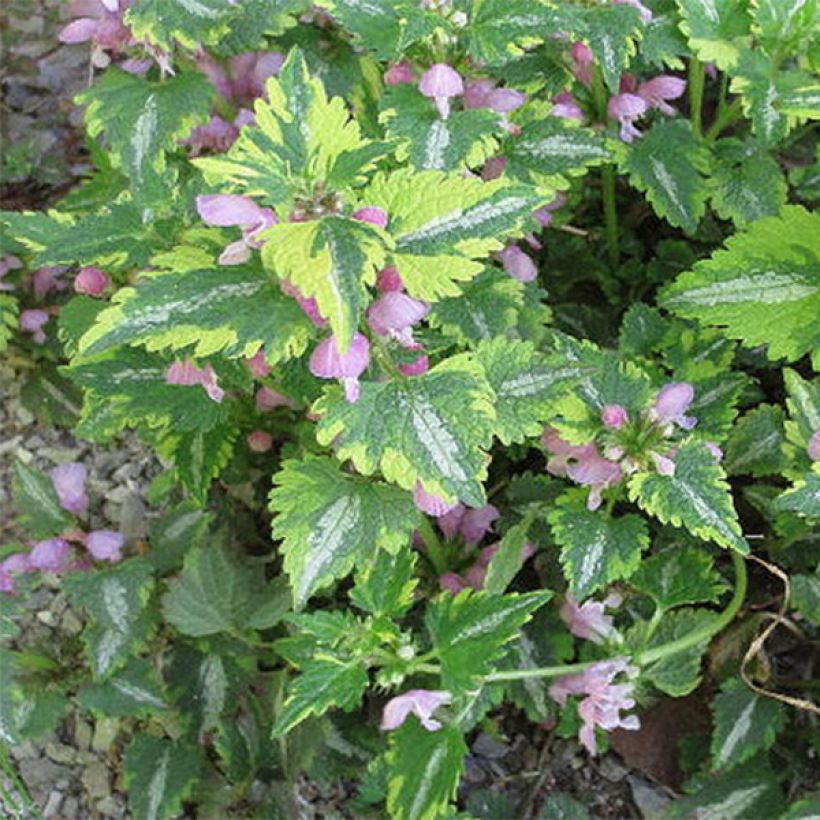 Lamium maculatum Anne Greenaway (Fogliame)