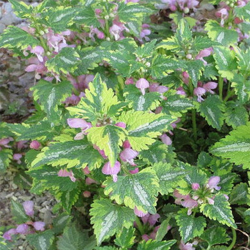 Lamium maculatum Anne Greenaway (Fioritura)