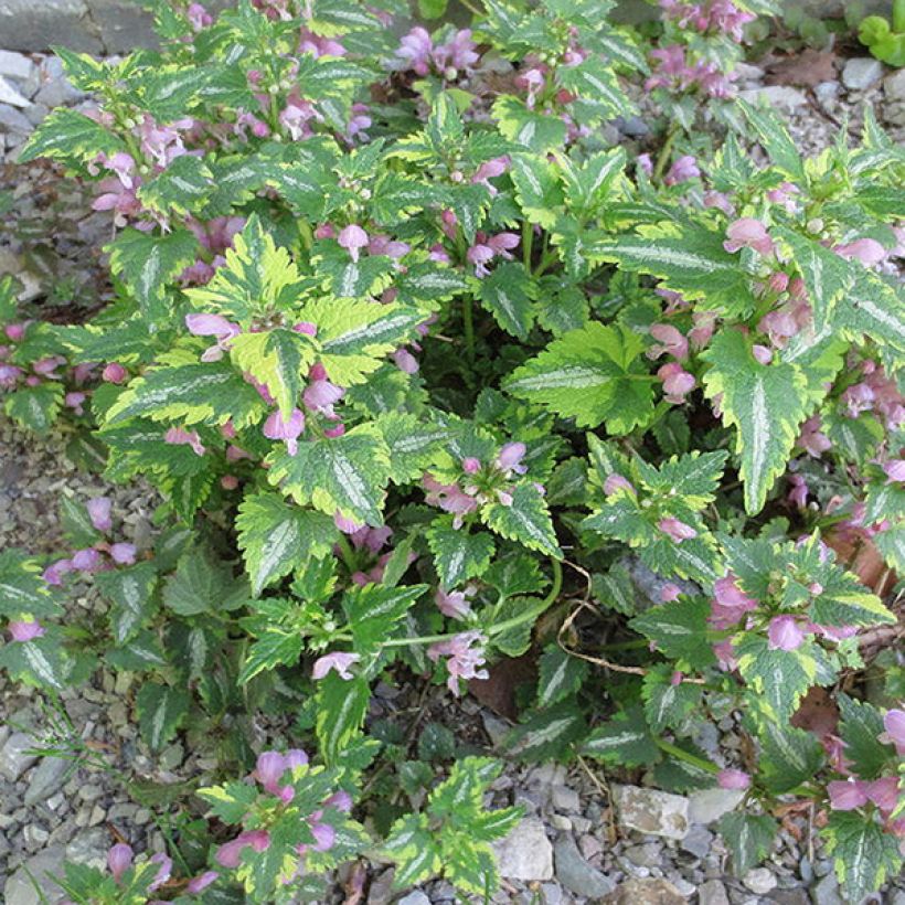 Lamium maculatum Anne Greenaway (Porto)