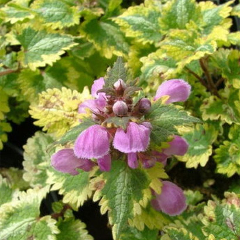 Lamium maculatum Golden Anniversary (Fogliame)