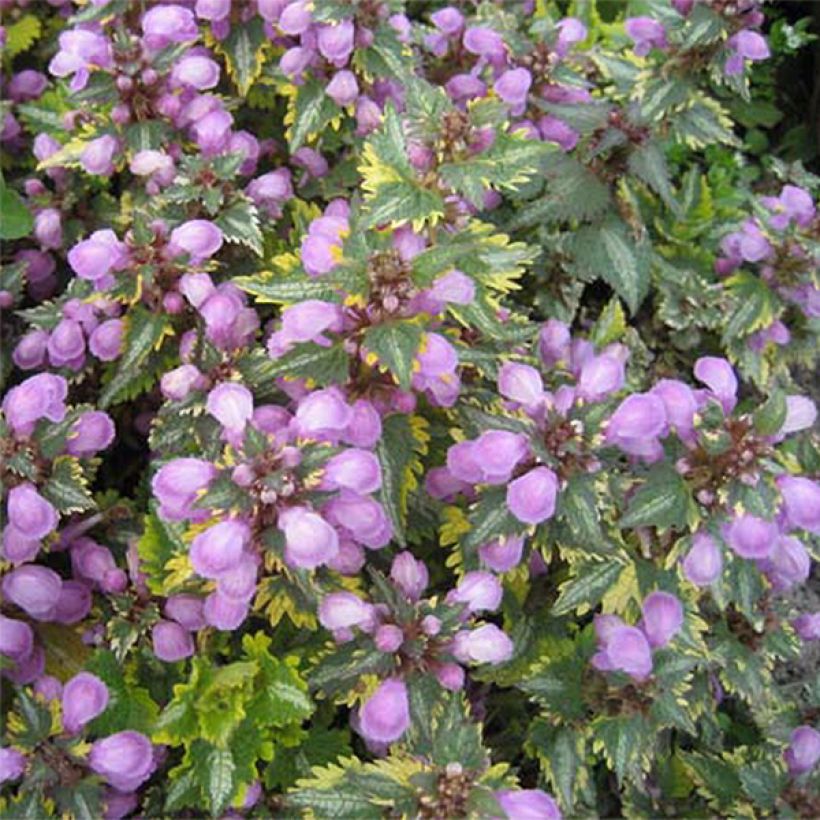 Lamium maculatum Golden Anniversary (Fioritura)