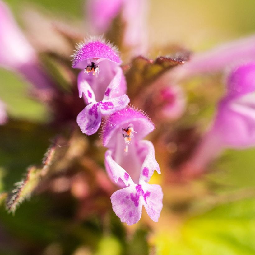 Lamium maculatum Beacon Silver (Fioritura)