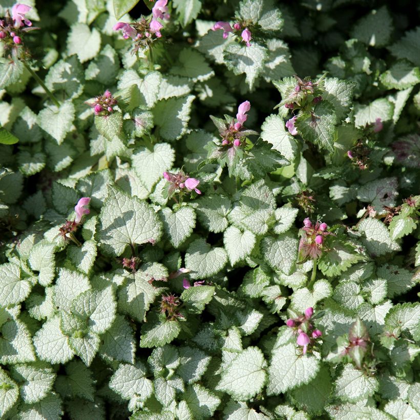 Lamium maculatum Beacon Silver (Porto)