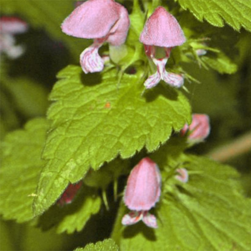 Lamium maculatum Cannon's Gold (Fogliame)